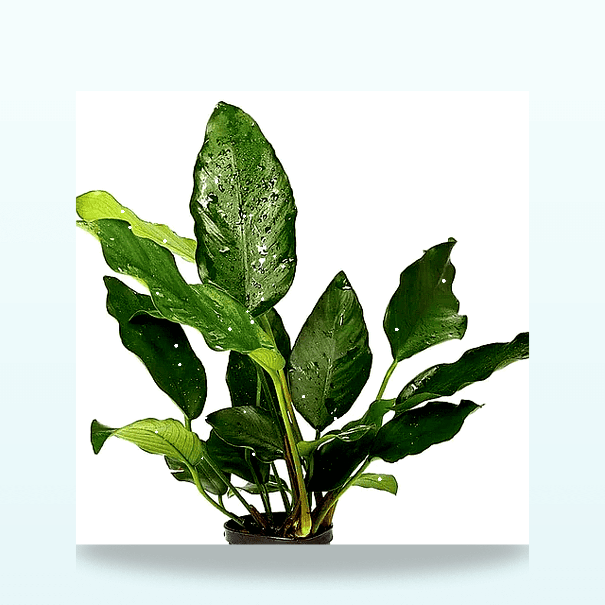 Axolotl Live Plants Bundle (10 Plants)