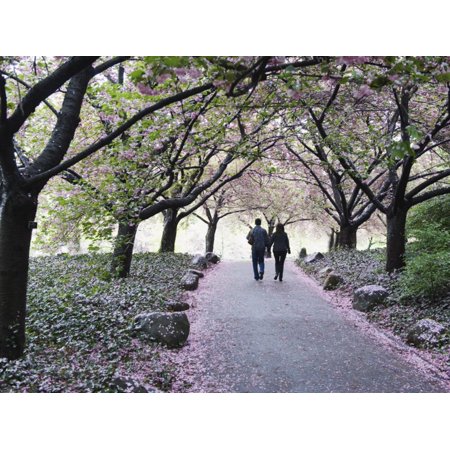 Spring Cherry Blossom, Brooklyn Botanical Garden, Brooklyn Print Wall Art By Christian (Best Time To Visit Brooklyn Botanical Garden)