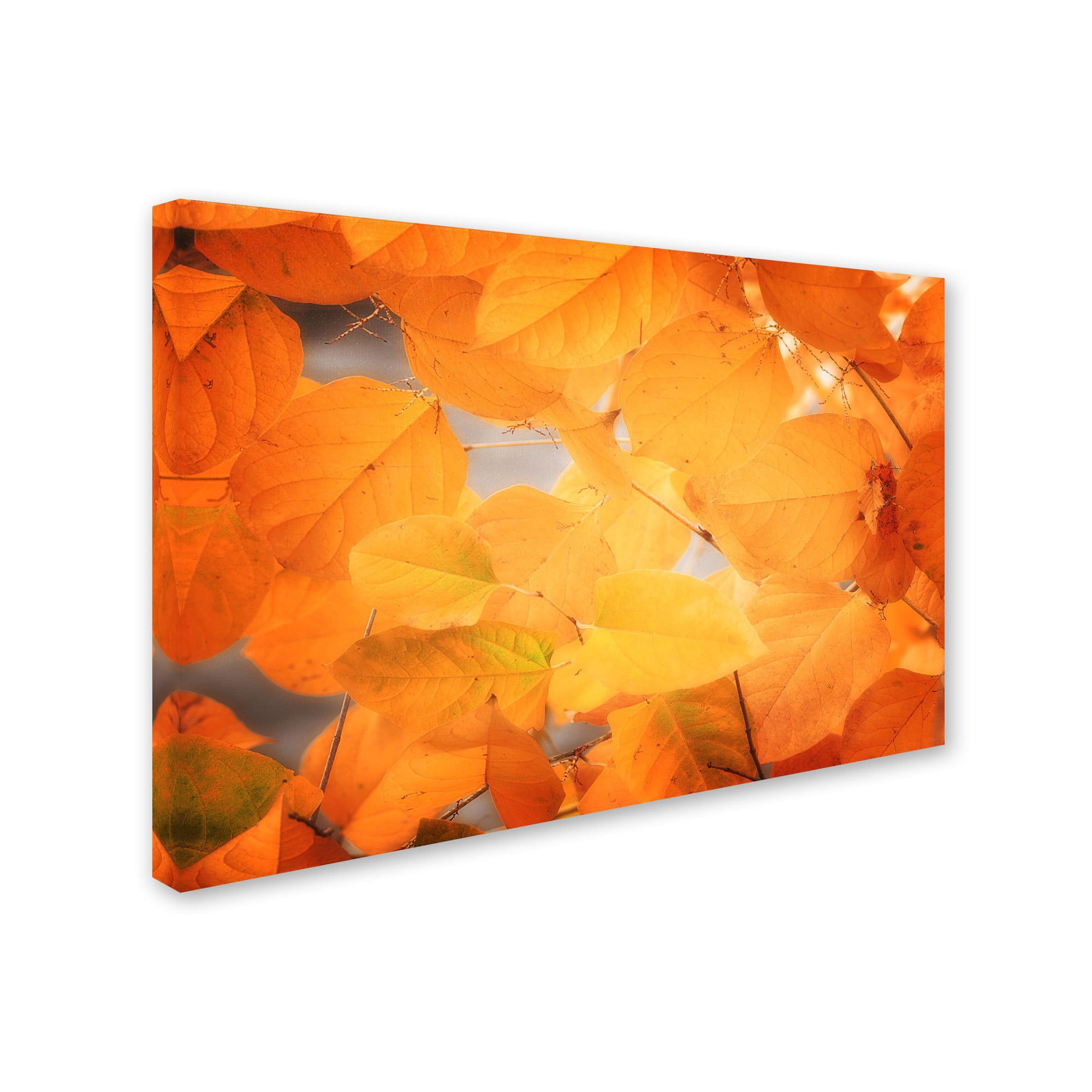 Trademark Fine Art Landscapes Canvas Art ' Seasonal Leaves ' by Philippe Sainte-Laudy