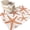 Orange, Coral, White, variant on Washable Area Rugs 2x3ft Coastal Starfish Throw Rug Non-Slip Low-Profile Rectangle Teal Orange Nautical Minimalist Beach Cartoon Small Rug Carpet for Living Room Bedroom Dining Room Home Decor