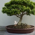 thumbnail image 3 of Shisuyan 3pcs Mini Garden Furniture Ceramic Craft Ornament Bonsai Decoration Random Style, 3 of 8