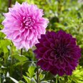 thumbnail image 1 of Flower Bulbs - Dahlia Decorative Lavender Perfection & Thomas Edison (5 Bulbs), 1 of 1