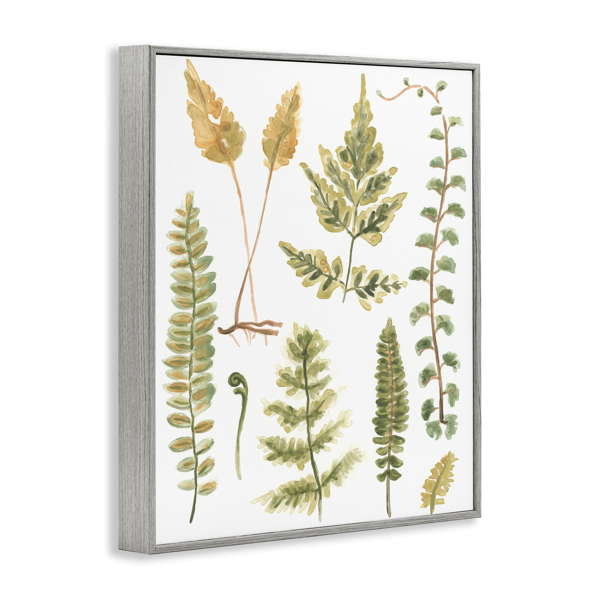 Stupell Industries Varied Fern Leaves Botanical & Floral Painting Gray Framed Art Print Wall Art, 16 x 20