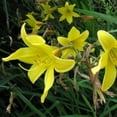 thumbnail image 5 of Daylily Yangtze I 3 Live 3 Inch Pots I Hemerocallis  Yellow Flowers  Lush Scarlet Blooms, Exquisite Perennial Highlight, Effortless Growth for Garden Brilliance, 5 of 5