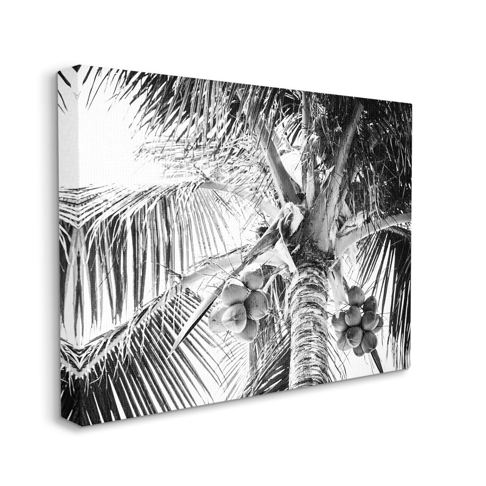 Stupell Industries Tropical Coconut Fruits Growing Monochrome Palm Tree Photograph Gallery Wrapped Canvas Print Wall Art, Design by Two Smart Blondes