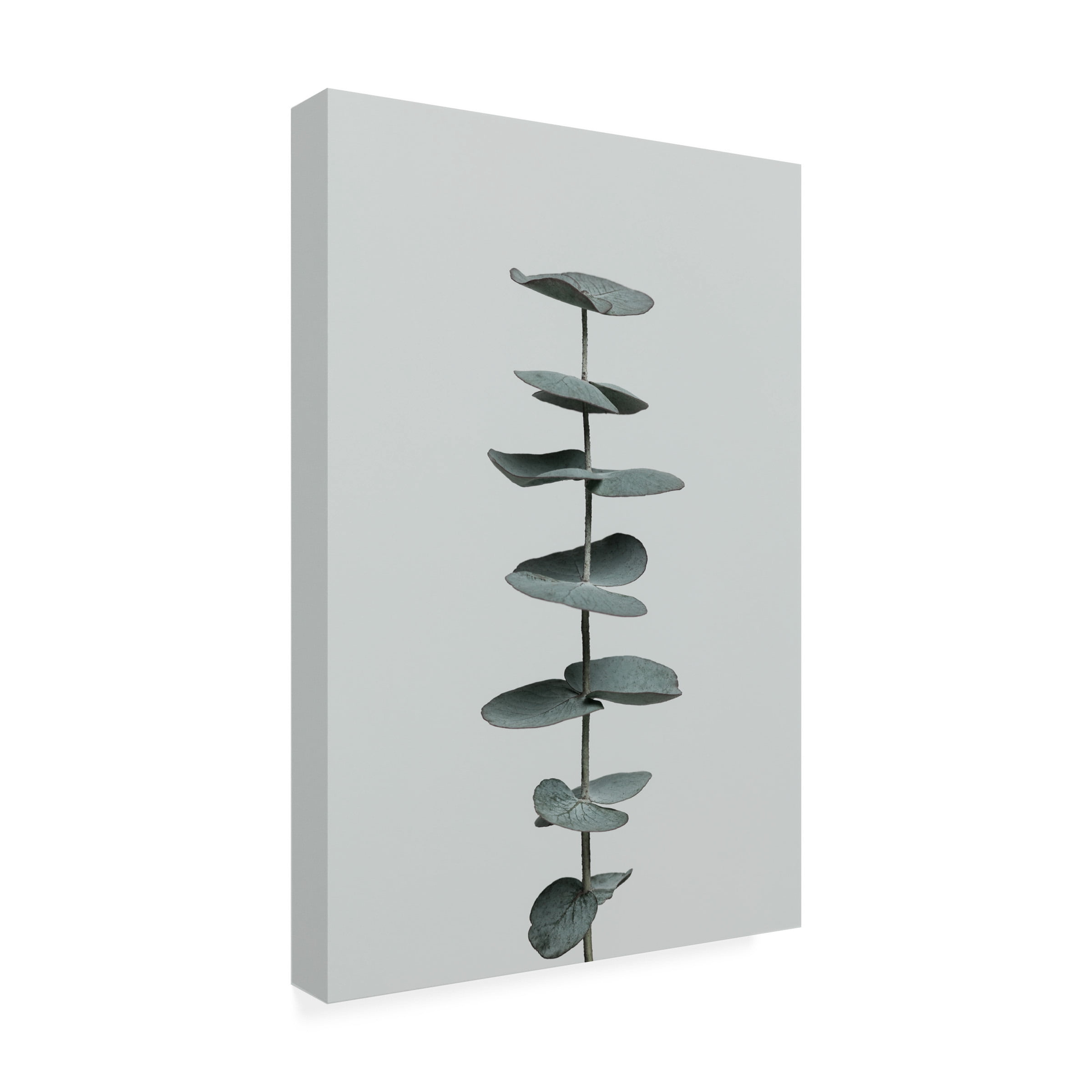 1X Studio Iii 'Eucalyptus Natural 09' Canvas Art