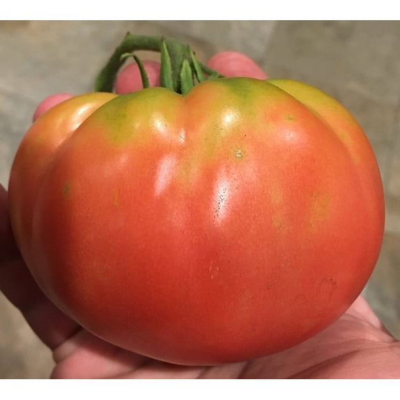 Prudens Purple Heirloom Tomato Premium Seeds Packet