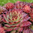 thumbnail image 4 of Sempervivum, Montfort, Hen and Chicks - Pot Size: 3in (2.6x3.5in) - Succulents, 4 of 4