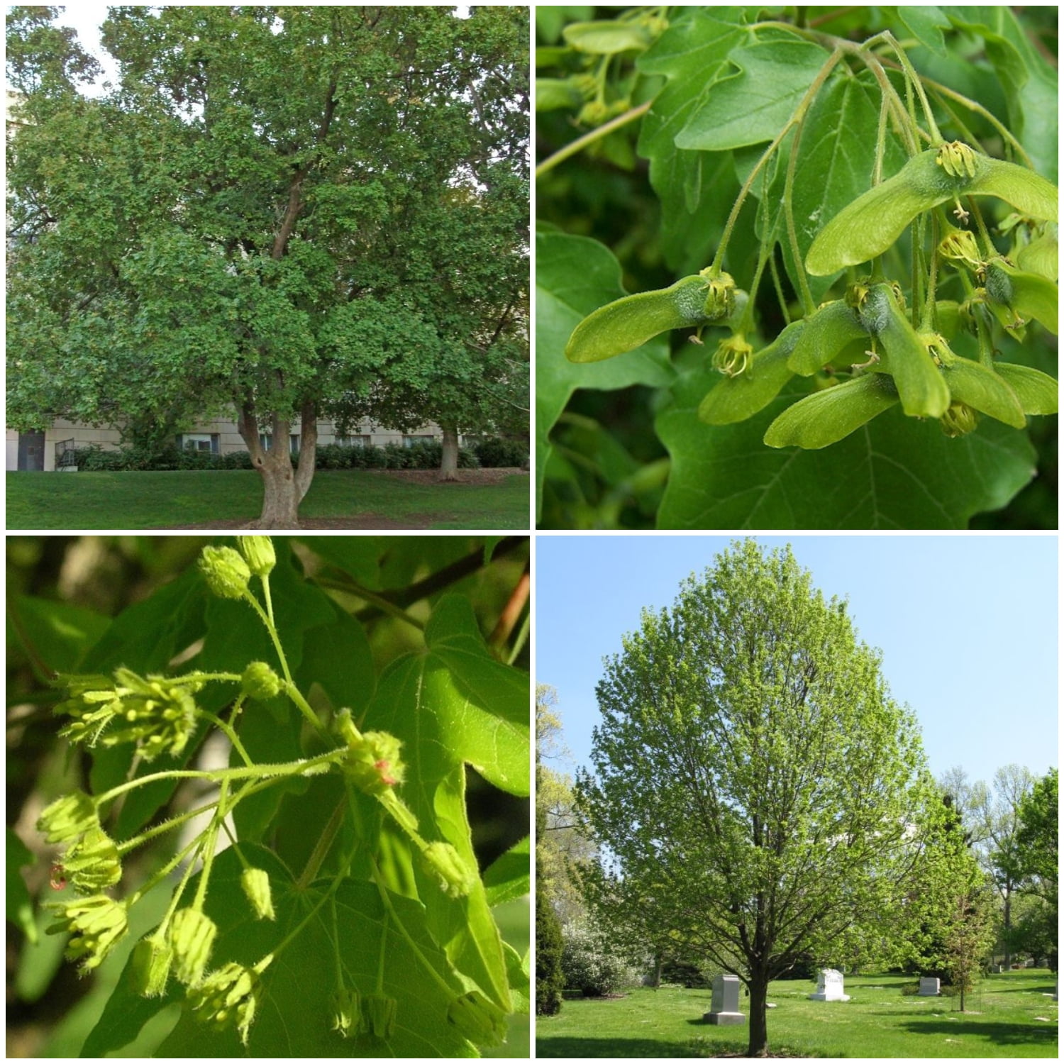 Hedge Maple Tree Seeds Acer Campestre 25 Seeds Walmart Com