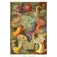 thumbnail image 1 of Ernst Haeckel - Artforms of Nature - Actiniae - Seeanemonen Mini Poster 11.5" x 17.5" Laminated, 1 of 2