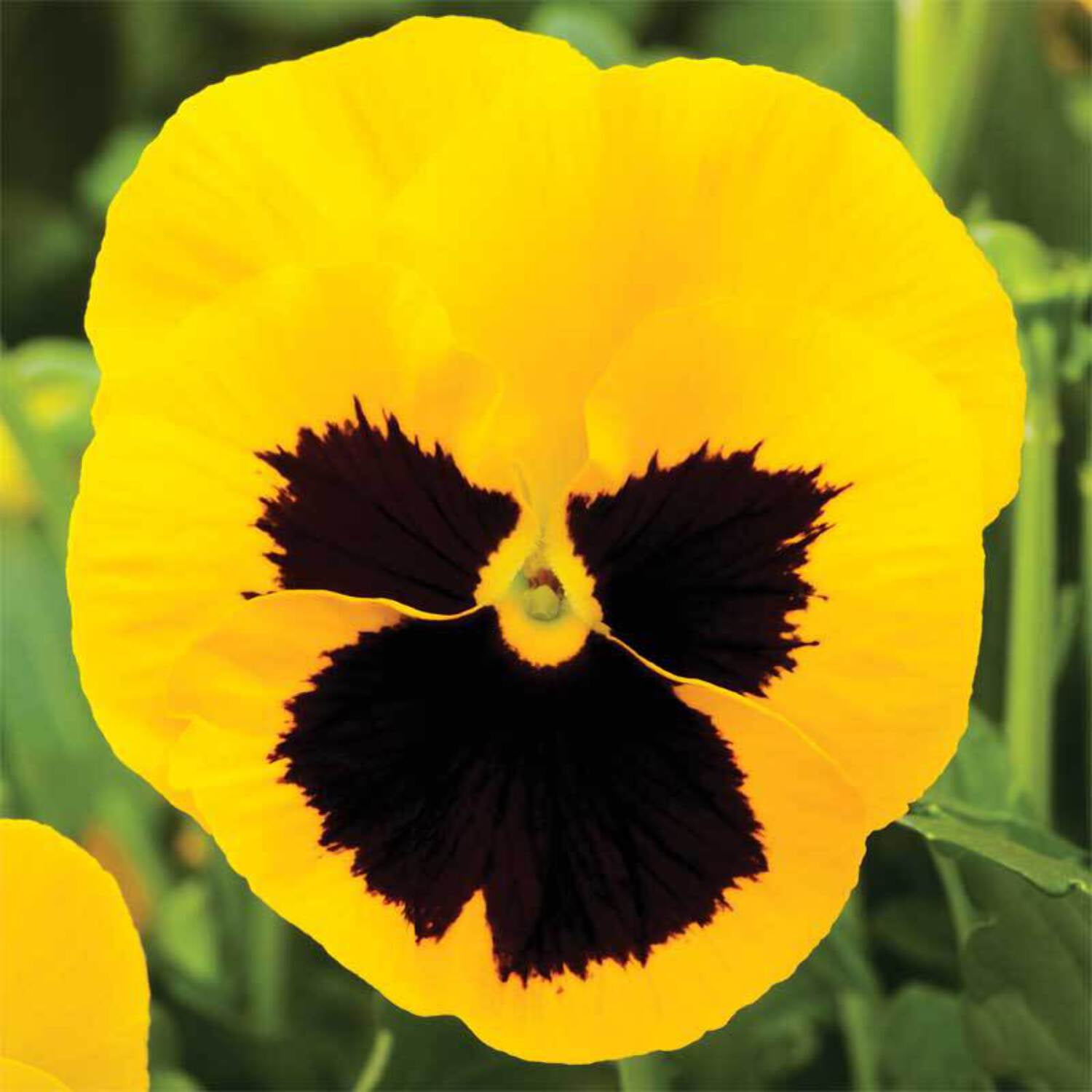 50 Pansy Seeds Delta Premium Rose With Blotch