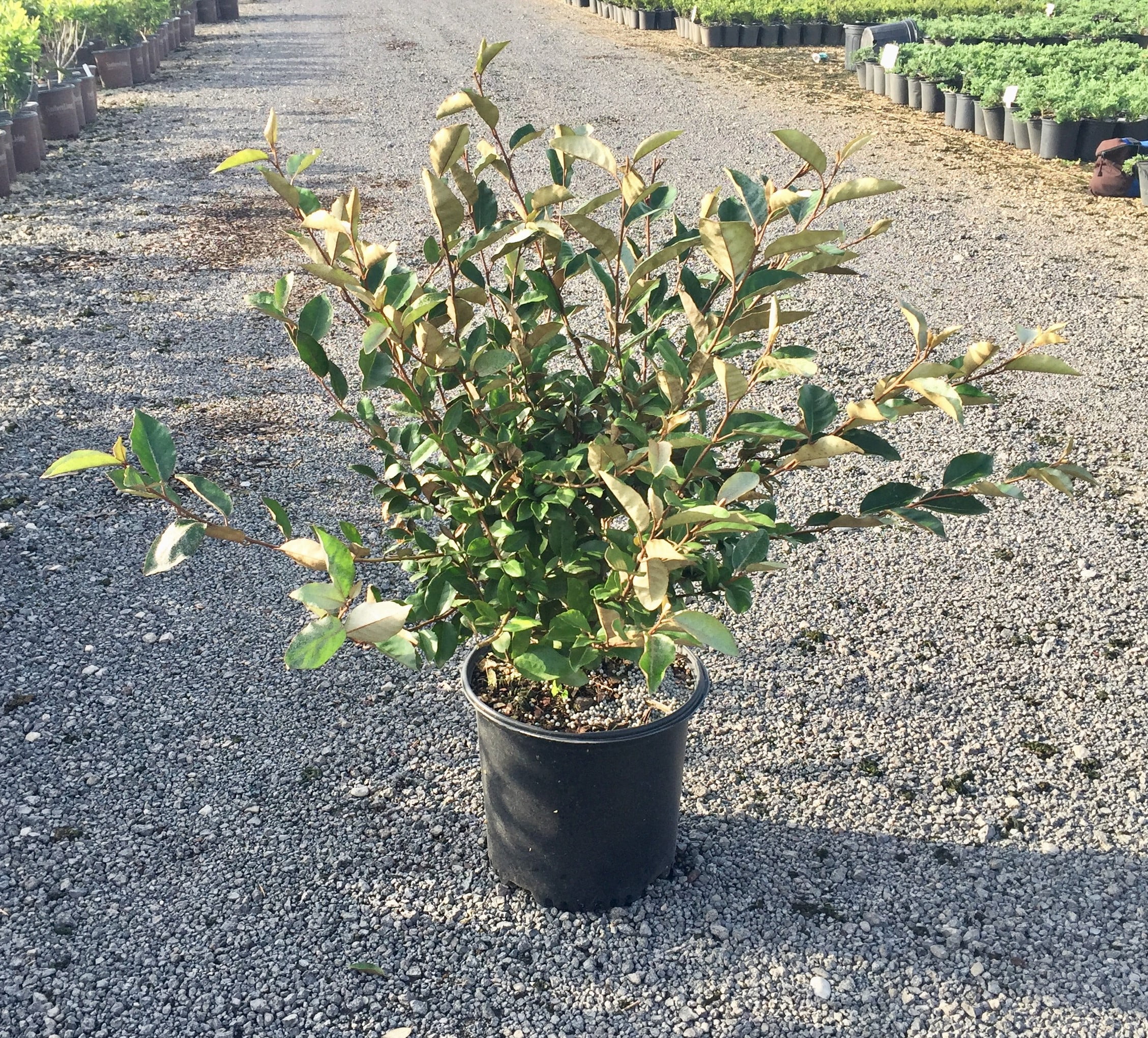 Expert Gardener Elaeagnus X Ebbingei - Ebbing's Silverberry (2.5 Gallon) Produces Remarkably Fragrant White Flowers in Fall
