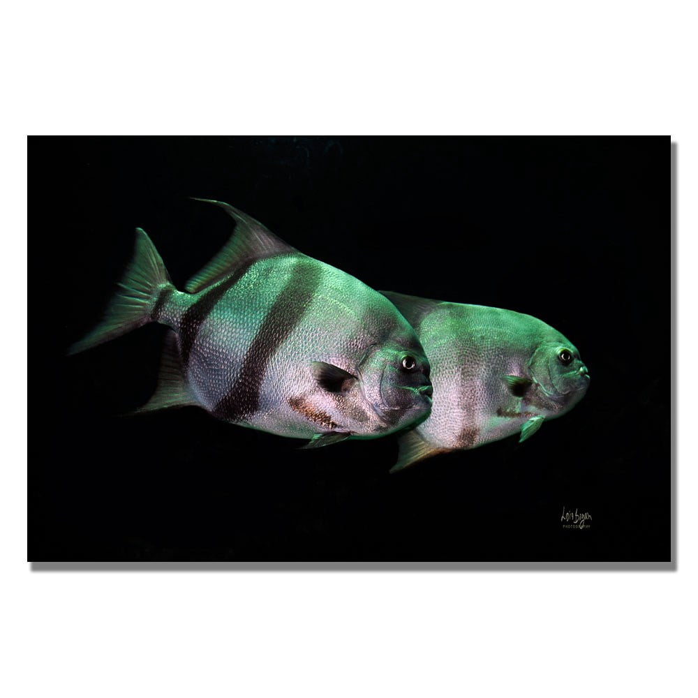 Trademark Fine Art "Fish in the Dark" Canvas Wall Art by Lois Bryan