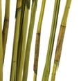 thumbnail image 4 of Vickerman 40" Basil Elephant Reed, 10 oz Bundle, Dried, 4 of 4