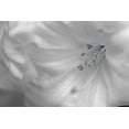thumbnail image 2 of Crane, Rita 18x13 White Modern Wood Framed Museum Art Print Titled - White Rhodies II, 2 of 4
