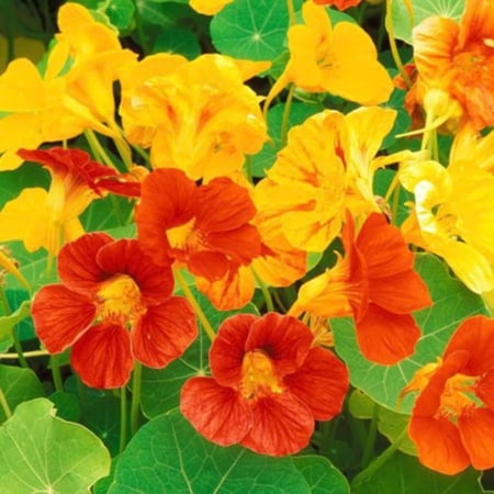 Nasturtium Plants Live in 4 Inch Pot, 2 Plants per Pot, Trailing Nasturtium Flowers, Flower Vine Plants for Gardens, 4-6 Inch Tall