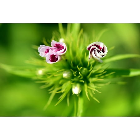 Blooming Sweets - LAMINATED POSTER Flower Red Plant Blossom Bud Sweet William Bloom Poster Print 11 x 17