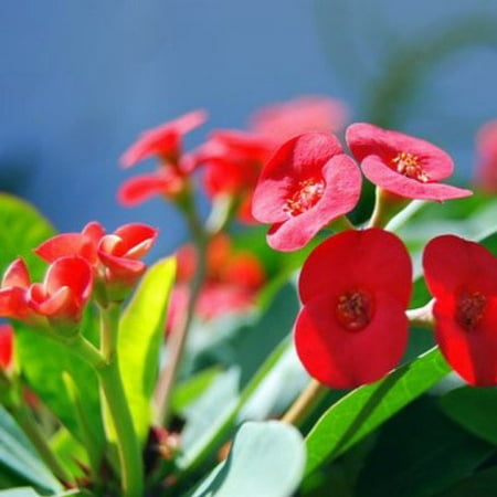American Beauty Crown of Thorns Plant -Euphorbia millii - 4