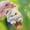 C, variant on Squeaky Cat Plush Keychain - Cute Stuffed Animal Hanging Charm for Bag and Keys, Soft Kitty Toy with Sound for Machine – One Size (2.8 x 1.6 x 4.7 Inches)