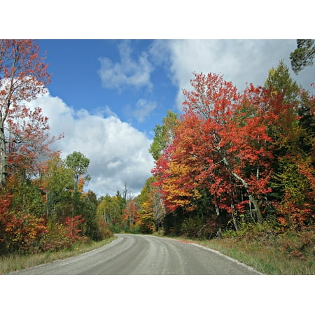 Canvas Print Trees Foliage Fall Autumn Colors Leaves Sky Road Stretched Canvas 10 x