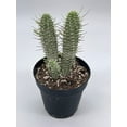 thumbnail image 3 of Euphorbia Mammillaris, 4 inch, Corncob Corkscrew Euphorbia, Indian Corn Cob, Rare White, 3 of 9