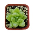 thumbnail image 6 of Haworthia Cymbiformis var. Obtusa (4"+ Plastic Pot) - Tiny, Lovely, Easy to Care Succulent for Beginners - Live Healthy Succulent for Home Office, 6 of 8