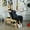 Black, variant on Soozier Adjustable Weight Bench with Dumbbell Rack, Wooden Flat or Incline Bench for Home Gym Weight Lifting Training, White