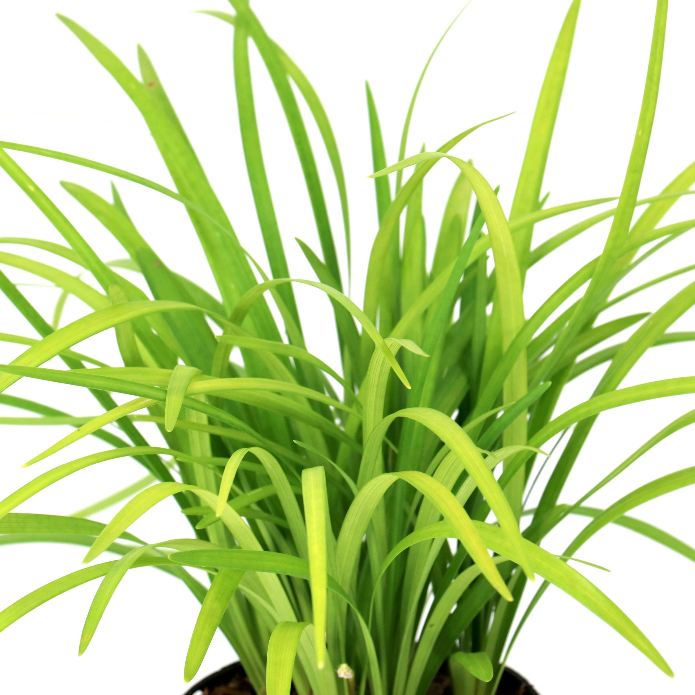National Plant Network 1 gal. Liriope Emerald Goddess Grass