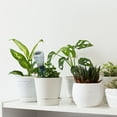 thumbnail image 2 of 4 Self-Watering Spikes for Indoor/Outdoor Plants, 2 of 7