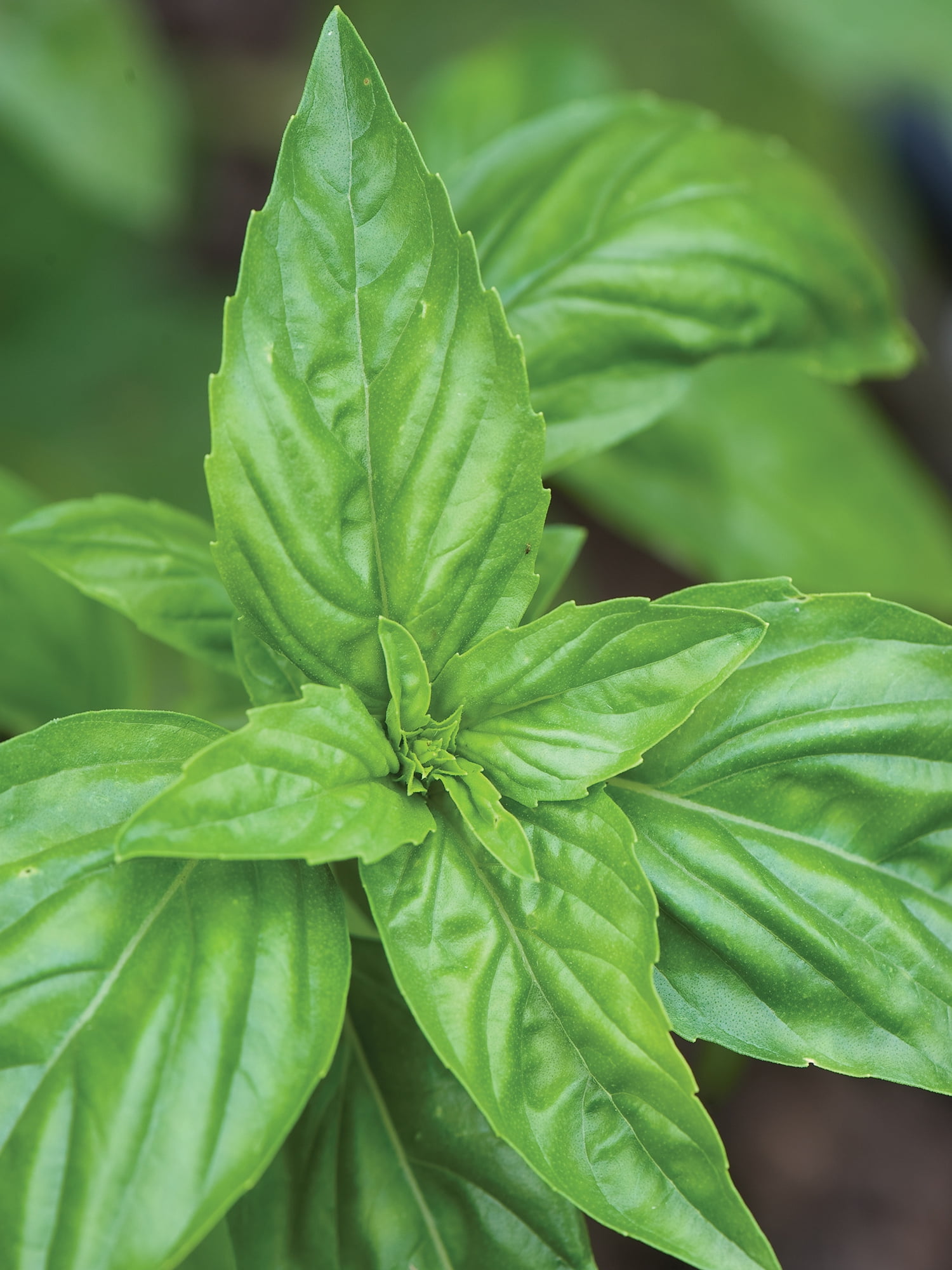 Burpee Sweet Basil, Annual Herb, Full Sun