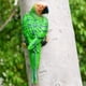 thumbnail image 2 of Estatuilla decorativa Yuarrent árbol colgante de resina Verde, 2 of 6