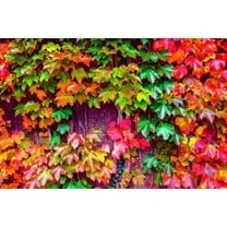 CZ Grain 50 Japanese Ivy Seeds for Planting, Easy to Grow Creeping Ivy Vine, Ships