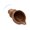Brown, variant on Rodiuiu Betta Fish Hammock, Conch Pad with Strong Suction Cup, Natural Resting Bed Bubble Nesting Spot for Betta Fish Tanks, Aquarium Accessories