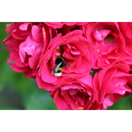 Canvas Print Plant Flower Rose Bee Garden Summer Red Nectar Stretched Canvas 10 x