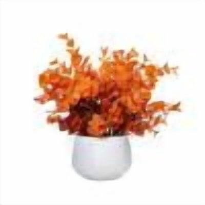 H/Orange