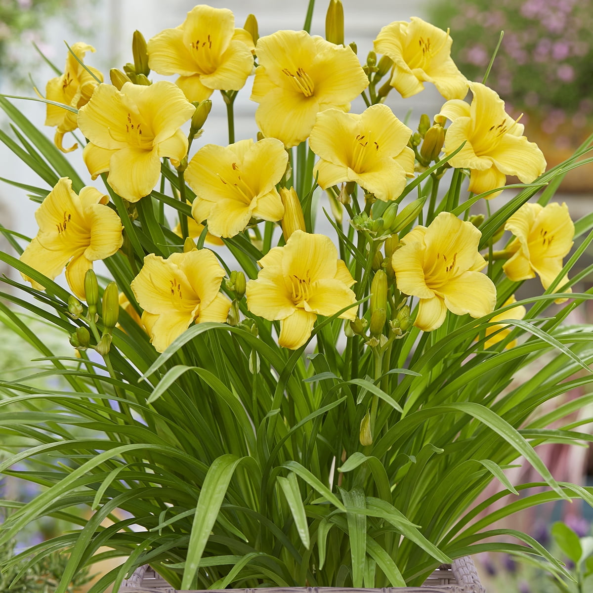 Van Zyverden Daylily Patio Kit with Decorative Rattan Planter Planting Medium and 1 Plant Root