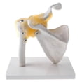 thumbnail image 2 of 1:1 Humain Fonctionnel Ligament de l'Épaule Humain Modèle d'École d'Enseignement, 2 of 7