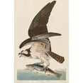 thumbnail image 3 of Audubon, John James 13x18 Black Modern Framed Museum Art Print Titled - Fish Hawk, or Osprey, 3 of 5