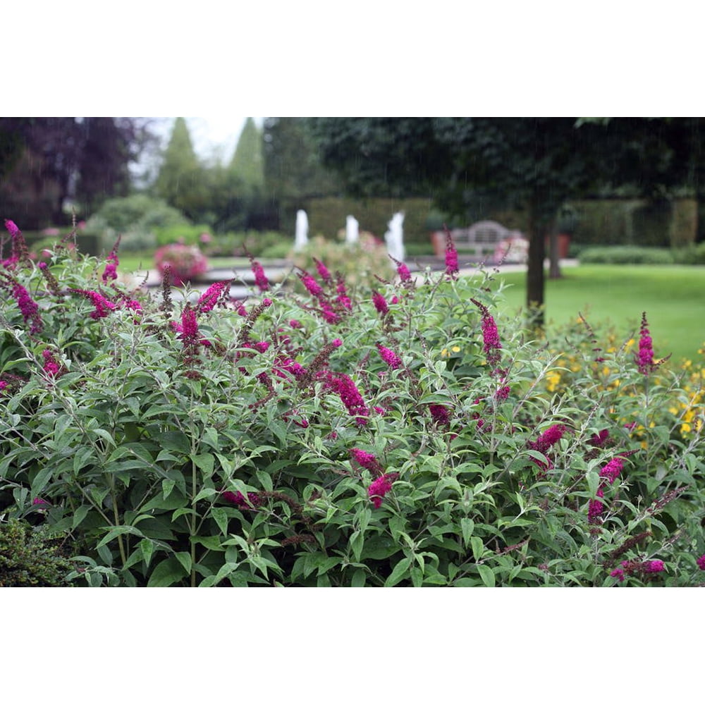 Attraction Butterfly Bush Gallon Pot Buddleia