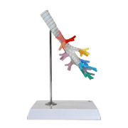 Axis Scientific Trachea and Bronchi Model - Scientific anatomy model, mini figure, Human anatomy system miniature, demonstration skill, learning school demonstration, educational model