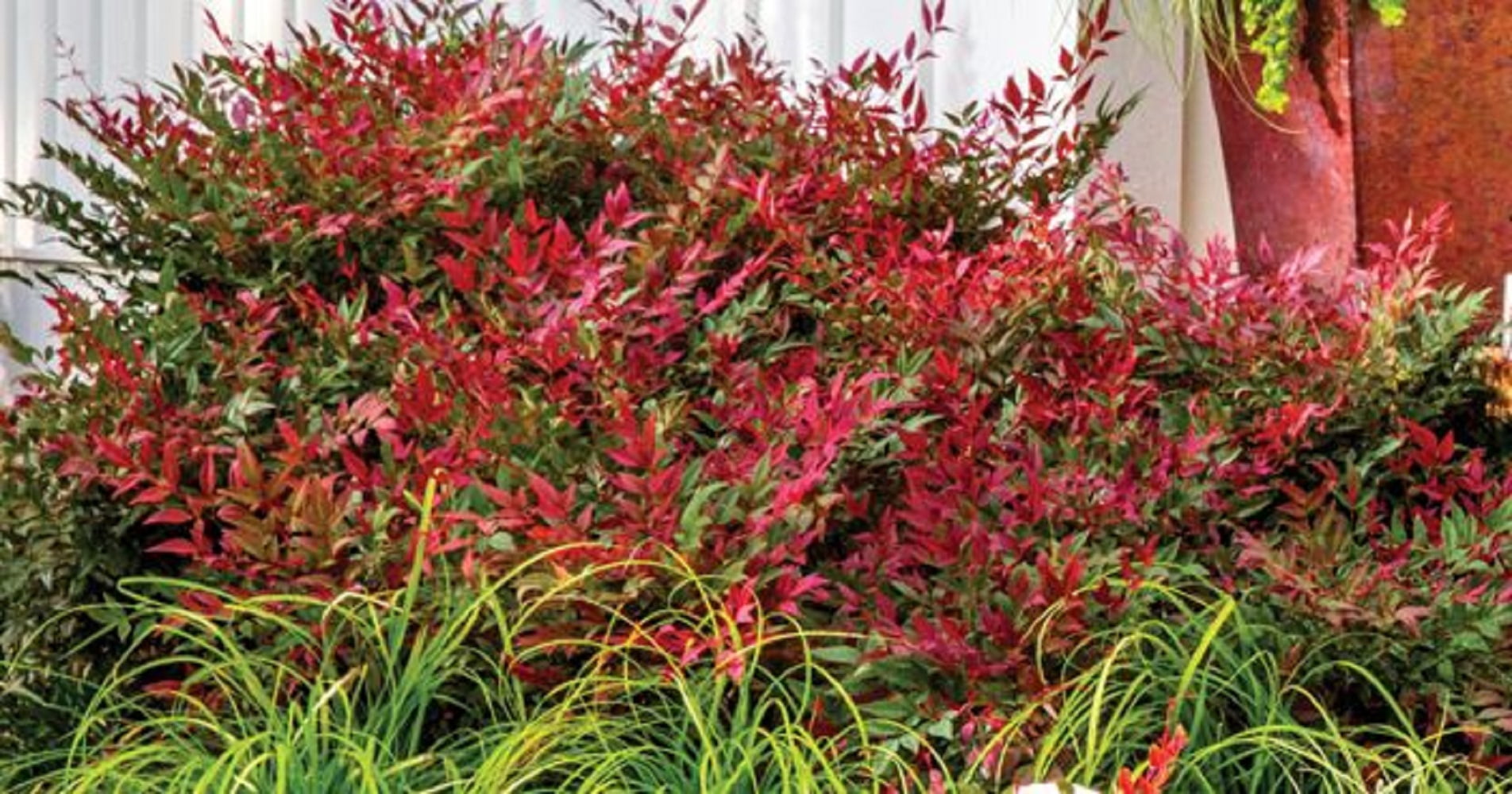 Southern Living Nandina Obsession Live Shrub in 3-Gallon Grower Pot