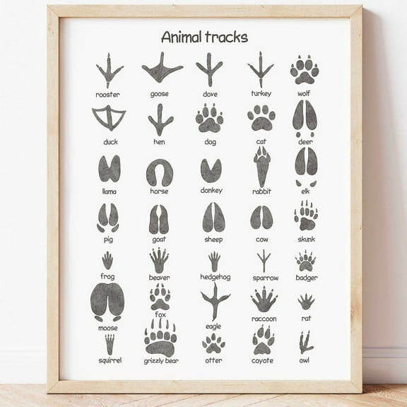 Kna Prints - 1 Pc Poster Animal Tracks Print Woodland Nursery Decor Rustic Outdoor Adventure Boy Room Decor Printable Wall Art Classroom Able Prints, UNFRAMED-8x12
