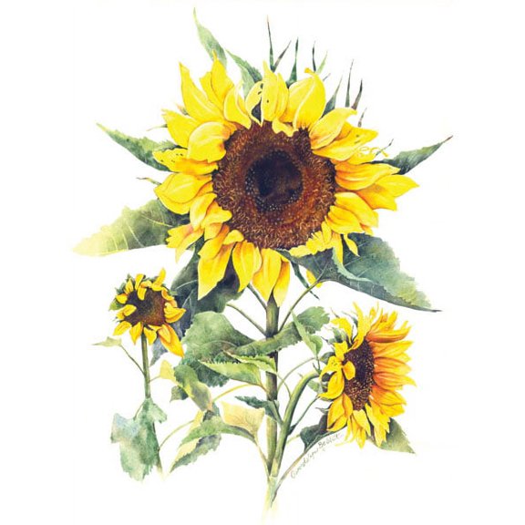 Lovely Sunflower Close-Up; Floral Decor; One 11x14in Poster Print. Yellow/Brown/Green