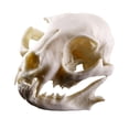 thumbnail image 1 of Modelo de Cráneo de Gato Perfecl Accesorios de Acuario Cráneo de resina modelo didáctico, 1 of 8