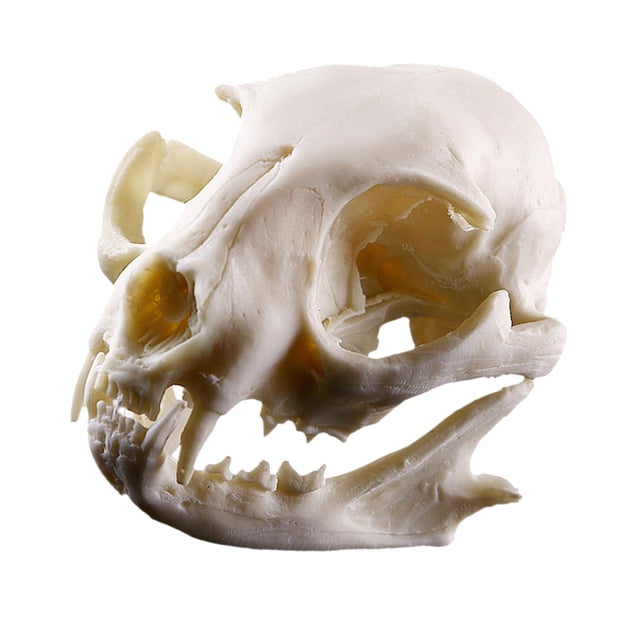 Modelo de Cráneo de Gato Perfecl Accesorios de Acuario Cráneo de resina modelo didáctico