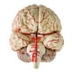 thumbnail image 1 of Modelo Anatómico del Cerebro Modelo anatómico del Sistema Nervioso Cerebral de Arteria Cerebral, 1 of 9