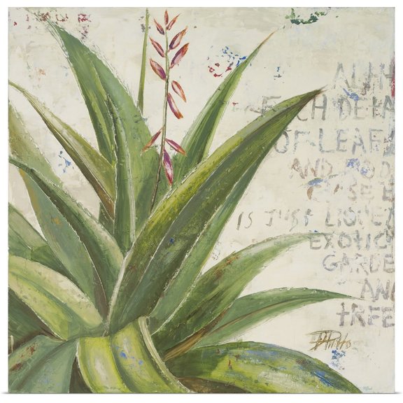 Great BIG Canvas | "Aloe II" Art Print - 16x16
