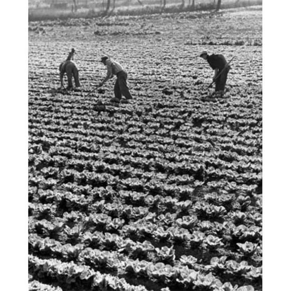 Posterazzi SAL2557086 Three Farmers in a Cabbage Field Poster Print - 18 x 24 in.
