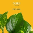 thumbnail image 3 of Costa Farms 12" Pothos Live Plants in 5" Grower Pot, 3 of 10