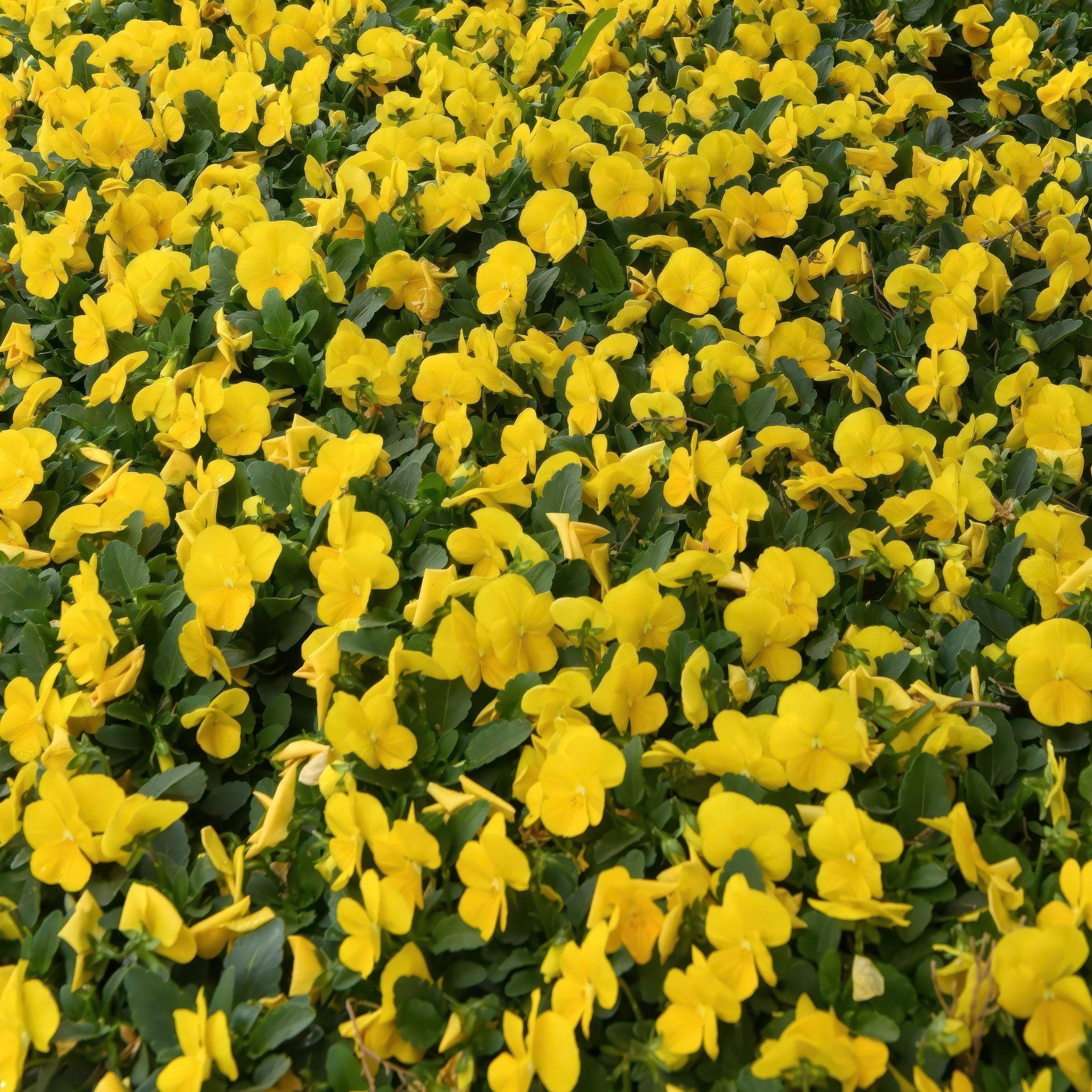 National Plant Network 4 in. Viola Sorbet XP Yellow (16-Pack)